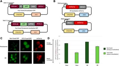 Intra-FCY1: a novel system to identify mutations that cause protein misfolding